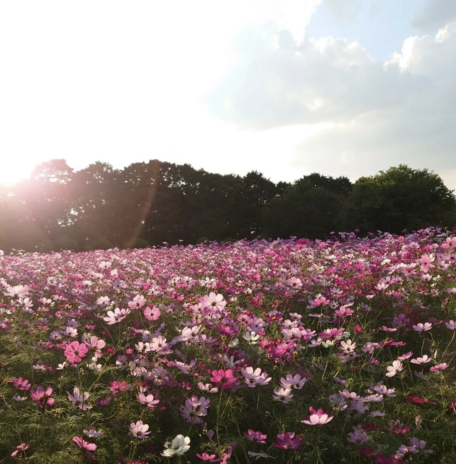 位於日本福岡博多灣的能古島, 是一個已花為主題的休憩公園, 園裏鳥語花香